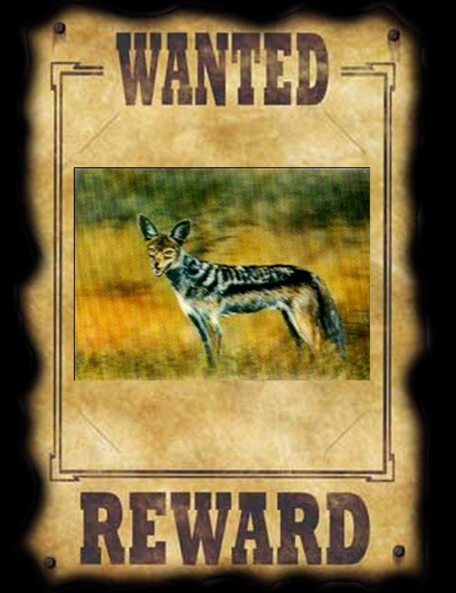 WANTED JACKAL.jpg