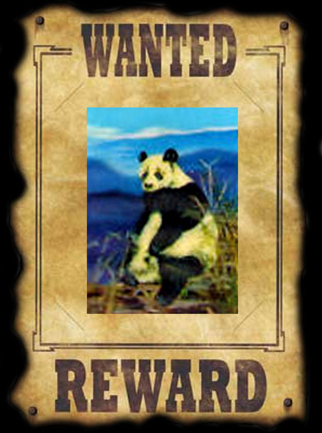 WANTED PANDA.jpg