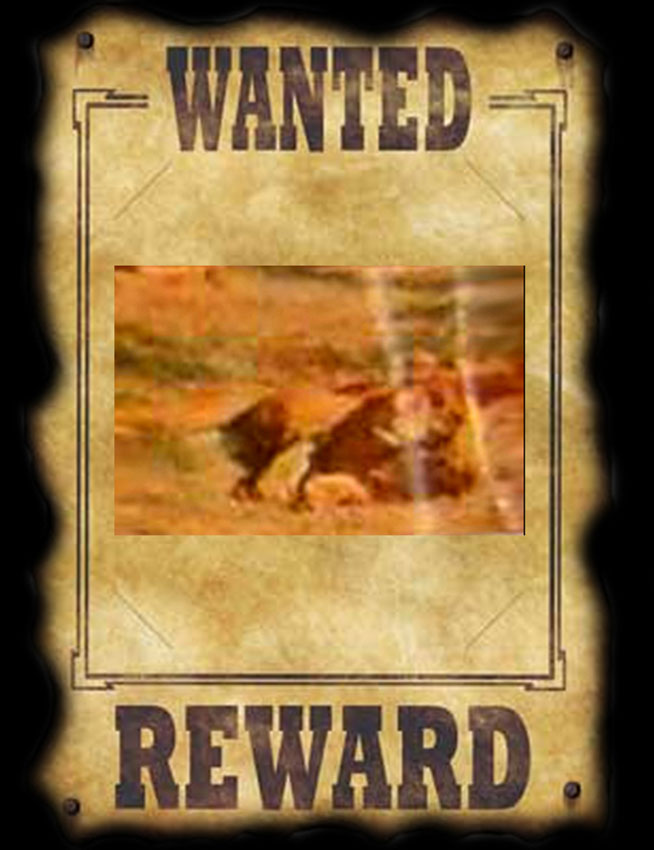 WANTED LION.jpg