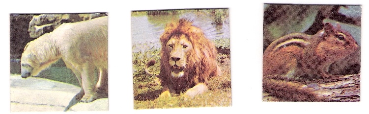 Animal picture cards.jpg