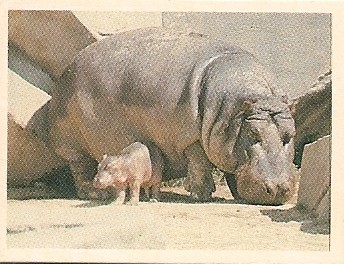 hippo.jpg